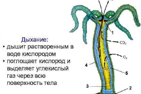 Кракен 17 вход